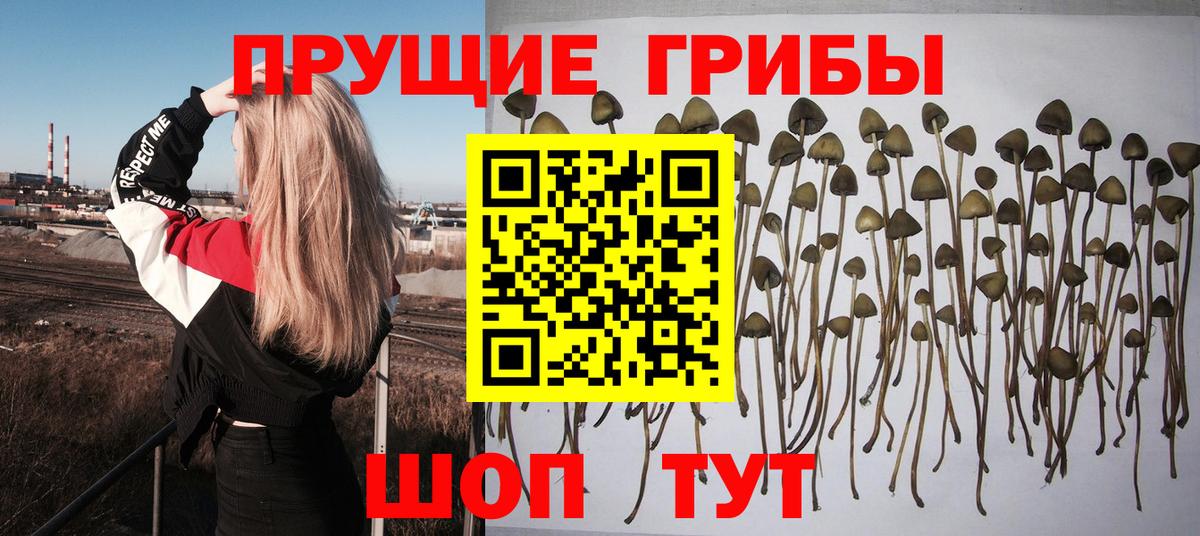 Псилоцибиновые грибы прущие грибы  Вход с VPN  Камышлов 